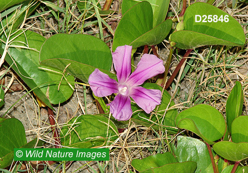 Goat’s-foot Morning-Glory (Ipomoea pes-caprae)